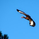 Flying Duck